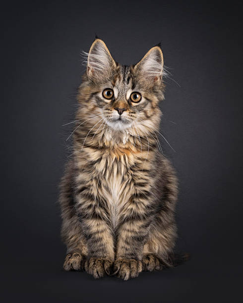 istock Maine Coon cat kitten on black background 2251413093