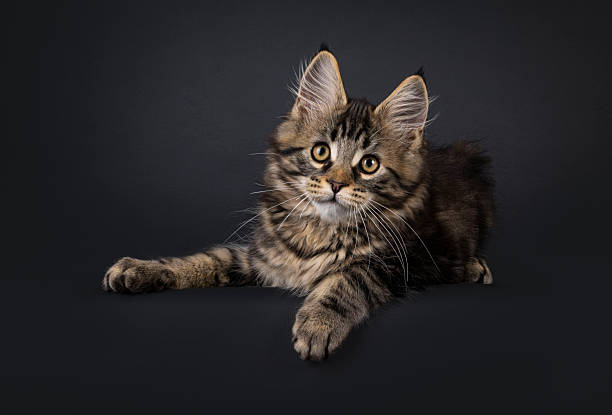 istock Maine Coon cat kitten on black background 2251413103