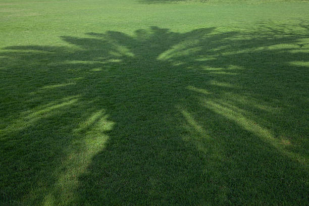 A minimalist outdoor scene showing the shadow of a palm tree cast across a well maintained green grass lawn forming an abstract tropical pattern with natural light and calm atmosphere Ideal for nature inspired design concepts sustainability wellness relaxation summer mood and creative backgrounds with strong copy space