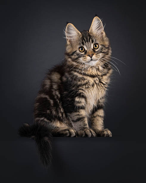 istock Maine Coon cat kitten on black background 2251413170