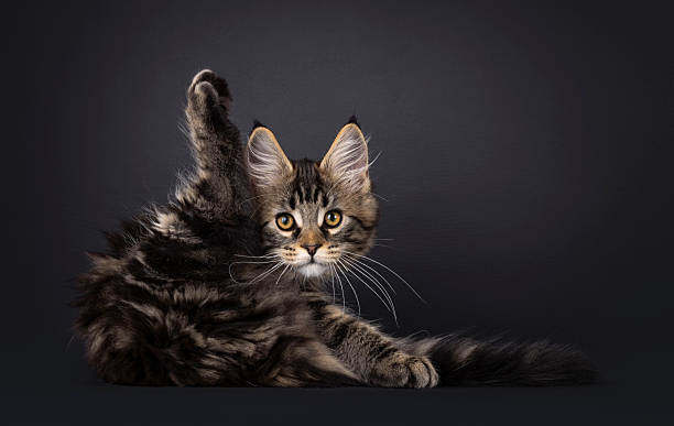 istock Maine Coon cat kitten on black background 2251413356