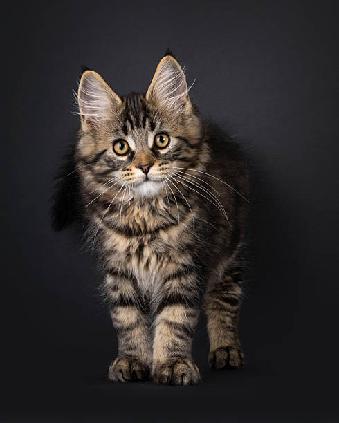 istock Maine Coon cat kitten on black background 2251413398