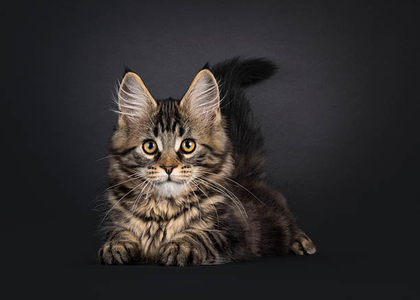 istock Maine Coon cat kitten on black background 2251413404