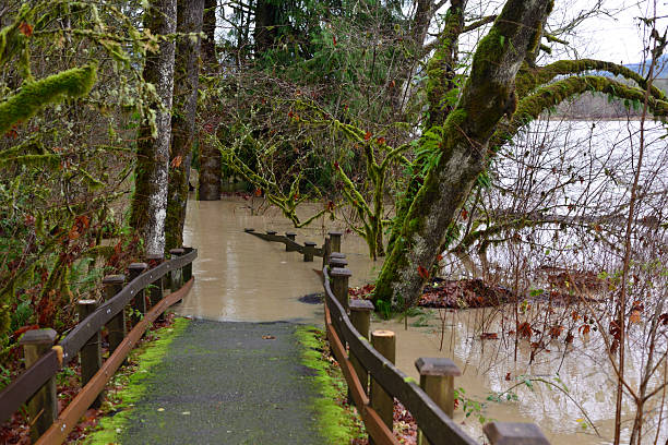 Water covers a path leading to a former field near the Skagit River 100s of feet away from the river bank.