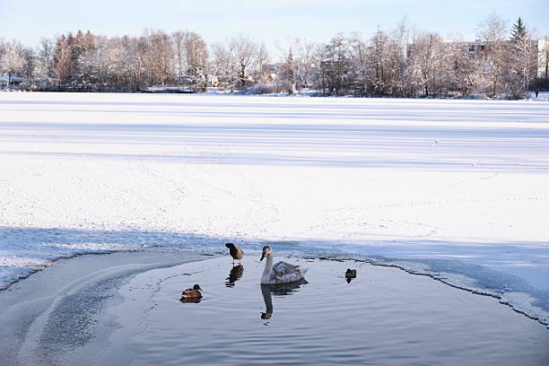A group of ducks are swimming in a pond. The water is frozen and the sky is cloudy. .