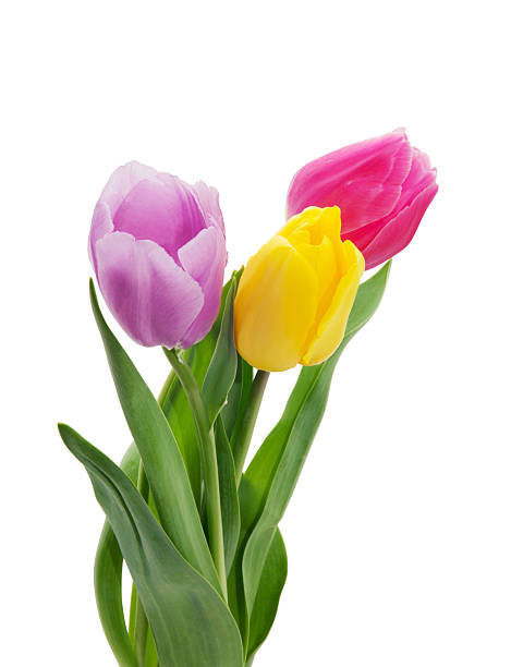 istock tulip flowers isolated on white 2251416292