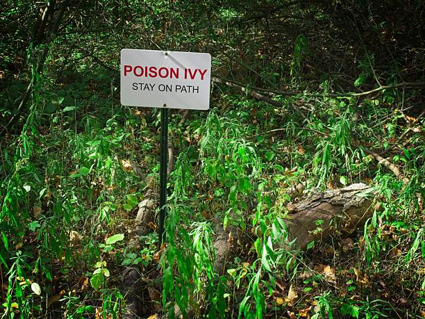 Poison Ivy patch with its own label. A unique sign warning of the danger of poison ivy along the coast of Michigan.