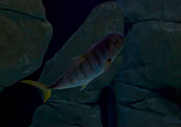 istock Golden trevally Gnathanodon speciosus 2251417008