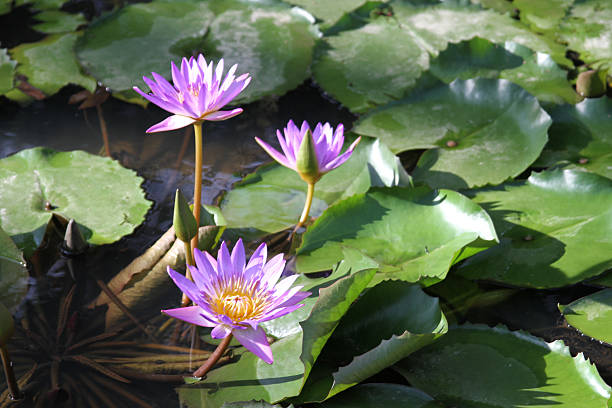 MS 3 blooming purple water lilies in morning sunlight