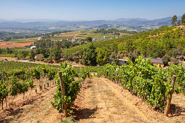 istock Vineyards in El Bierzo region 2251417181