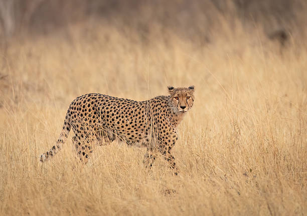 istock A cheetah  (Acinonyx jubatus)  walking in grass looking at the camera 2251417735