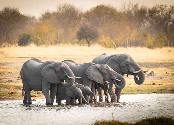 Arican elephants in Hwange National Park.