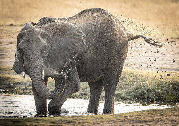 A tender moment in the African savanna: an elephant family walking side by side while the calf follows closely under the gentle protection of its mother. A powerful symbol of love, unity, and the strength of family in the wild.