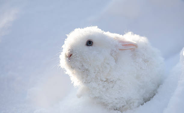 istock funny white bunny in  snowdrift 2251418576