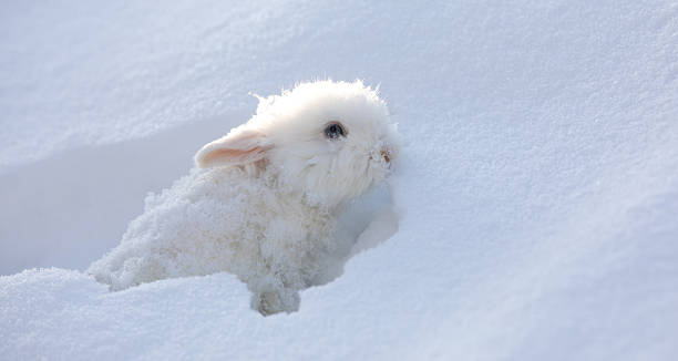 istock funny white bunny in  snowdrift 2251420823