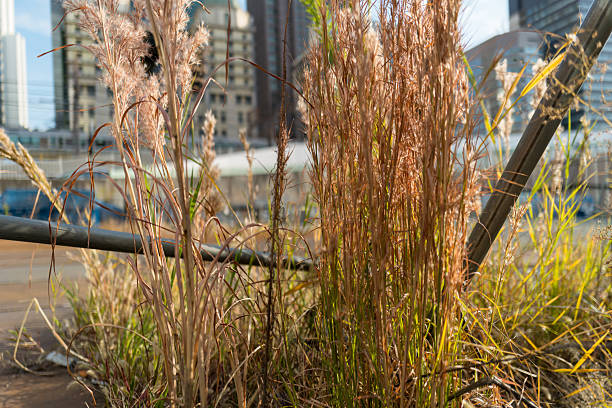 istock Withered Weeds in an Urban Vacant Lot 2251421966