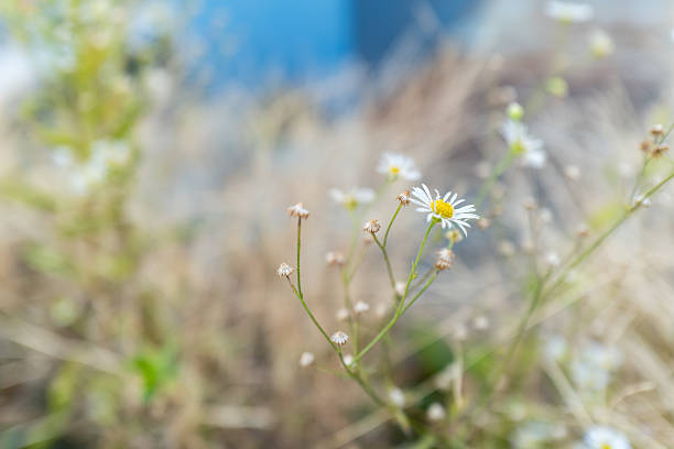 White daisy fleabane flowers with dry grass and soft bokeh