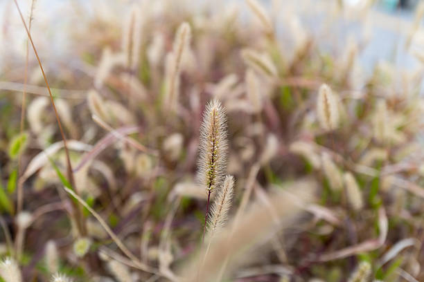 Autumn Grass Plumes Swaying in the Wind