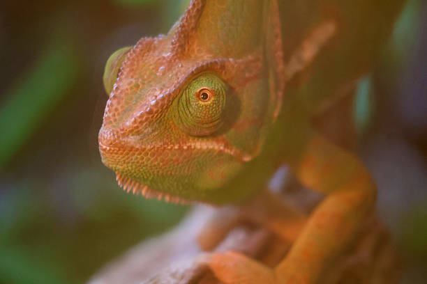 istock A chameleon looking right at you 2251429136