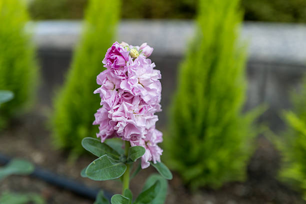 Stock Flowers with Evergreen Trees in the Background