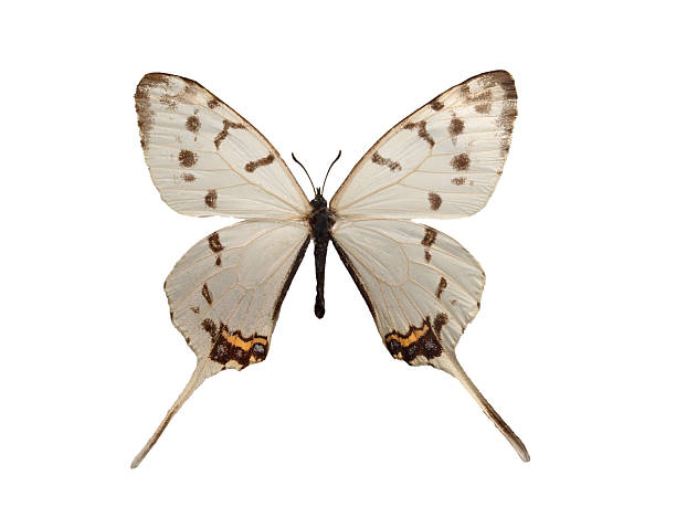 istock Sericinus montelus swallowtail butterfly isolated on white background 2251430119