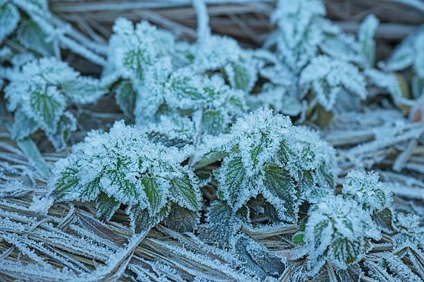 istock frosted leaf covered with ice crystals in winter 2251432371