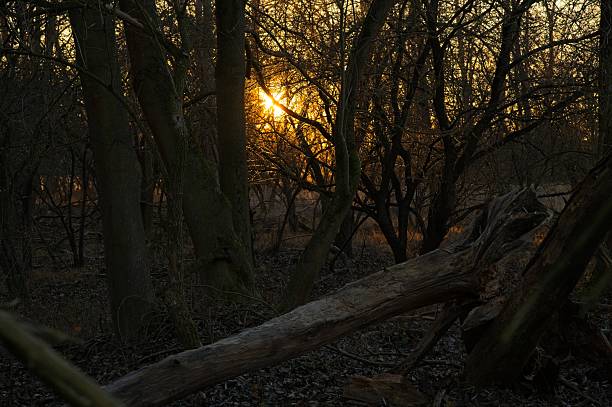 wetland landscape in the Alperstedter Ried nature reserve in Thuringia