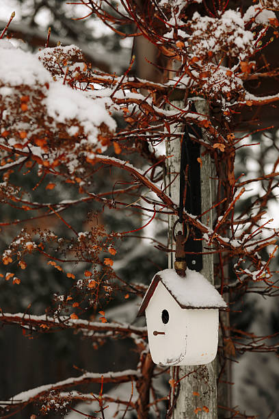 Late autumn. First snow. The forest is under the snow. Winter in Bavaria. Kurpark in Bad Aibling in winter.