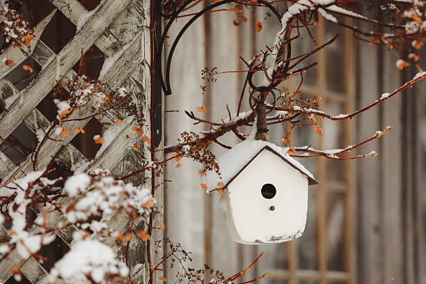 istock Birdhouse in Winter 2251435042