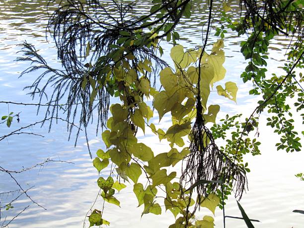 Tree branches over the water.