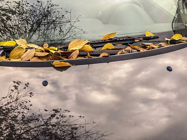High angle close-up view of yellow autumn leaves fallen over car in the street