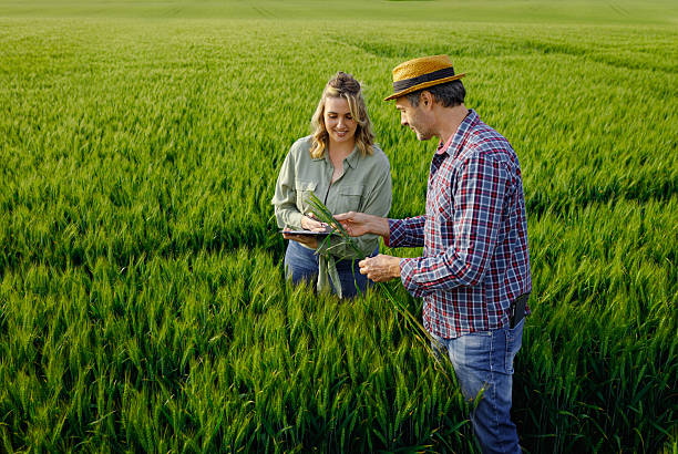 istock Two farmers standing in wheat field examining crop yield. 2251440754