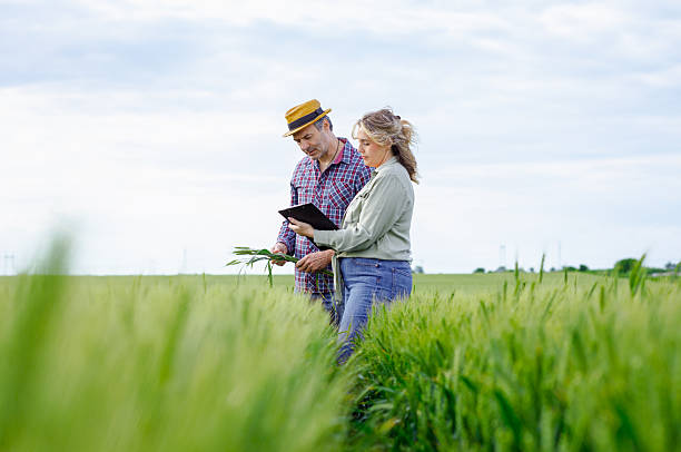 istock Two farmers standing in wheat field examining crop yield. 2251440775