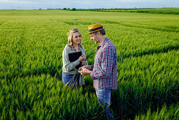 istock Two farmers standing in wheat field examining crop yield. 2251440857