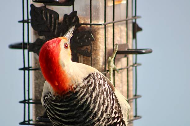 A red bellied woodpecker that is perched on a bird feeder.
