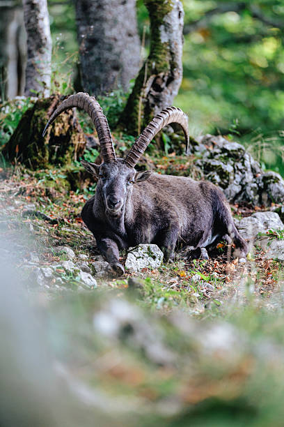 Swiss Ibex, mountain wildlife photography, Switzerland, Jura, Alps, Mountains