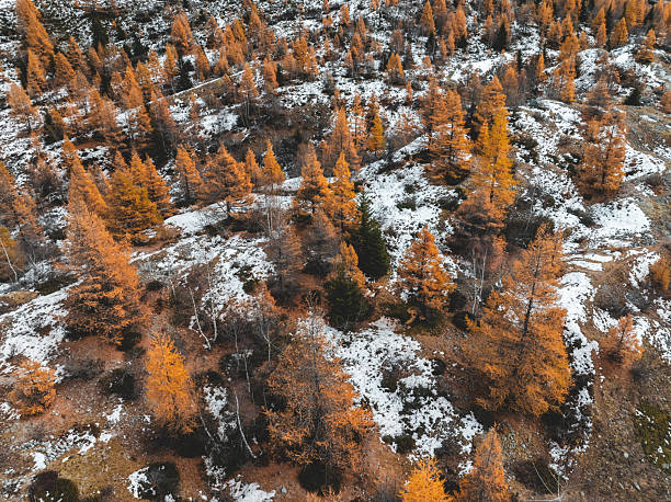 Mountain, Larch in fire, colors of Autumn, drone view , Switzerland, Valais