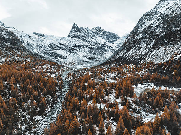 Mountain, Larch in fire, colors of Autumn, drone view , Switzerland, Valais