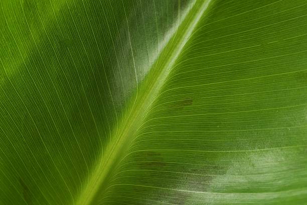 istock Green banana leaf, close up view 2251446406