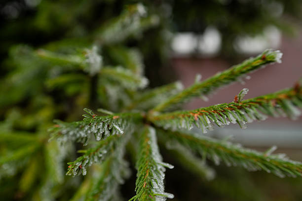 Detailed frosty evergreen foliage creating a calm winter background