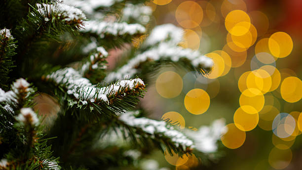 istock Snowy Christmas tree branch with warm festive bokeh 2251448671