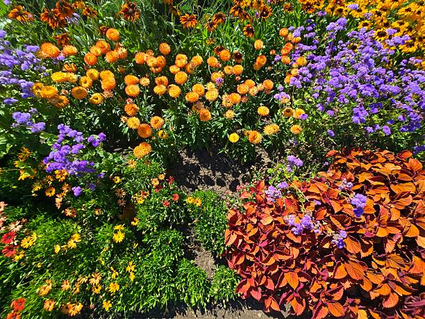Across the top of the frame, a mass of cheerful black-eyed Susan (Rudbeckia hirta) blossoms fronted by sunny yellow to bold orange and deep red  strawflower (Xerochrysum bracteatum, Helichrysum bracteatum or Bracteantha bracteata) blossoms. Known by an array of evocative names—including golden everlasting, paper daisy, everlasting flower, everlasting daisy, and immortelle. On either side of the strawflowers, bright purple-blue fluffy, powder-puff-like clusters of small blooms of blue mink ageratum (Ageratum houstonianum) also called floss flower alongside vibrant orange and red 'Campfire' coleus foliage in a colorful flowerbed under full sun.  In the foreground, golden yellow to orange hued African daisies (Osteospermum or Dimorphotheca), also known as cape marigolds.