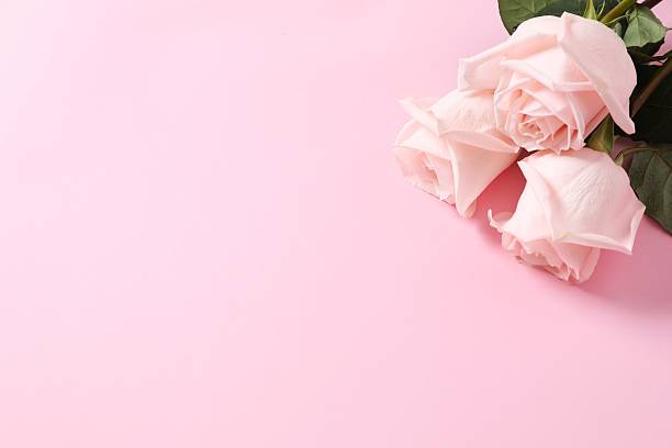 istock Beautiful pink roses on color background 2251450738