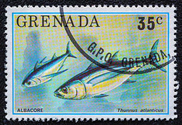 istock GRENADA - CIRCA 1976: A stamp printed in Grenada shows Albacore - Thunnus atlanticus.Tropical Fish serie.Philately.World stamp collection. 2251451870
