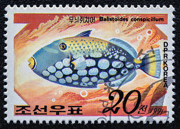 istock DPR KOREA - CIRCA 1991: A stamp printed by DPR KOREA (North Korea) shows a fish-Balistoides conspicillum.Tropical aquarium Fish serie.Philately.World stamp collection. 2251451921