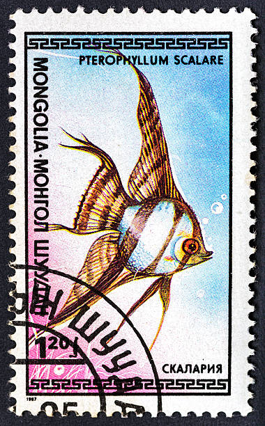 istock MONGOLIA - CIRCA 1987:A stamp printed in Mongolia shows Freshwater Angelfish (Pterophyllum scalare), Tropical Fish serie.Philately.World stamp collection. 2251453267