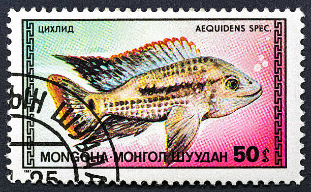 istock MONGOLIA - CIRCA 1987: A postage stamp printed in Mongolia. Series: Fish- shows aquarium fish Aequidens spec.Philately.World stamp collection. 2251453268