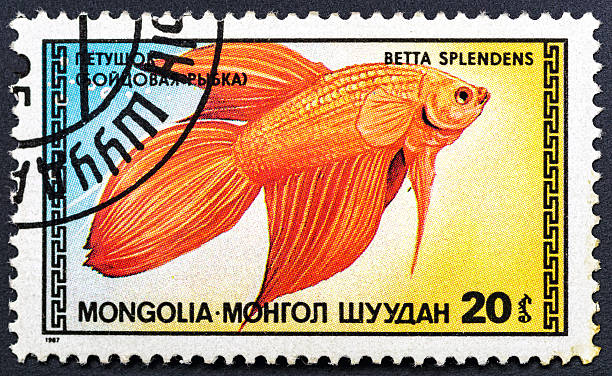istock MONGOLIA - CIRCA 1987: A postage stamp printed in Mongolia. Series: Fish- shows aquarium fish Siamese fighting fish - Betta splendens.Philately.World stamp collection. 2251453271