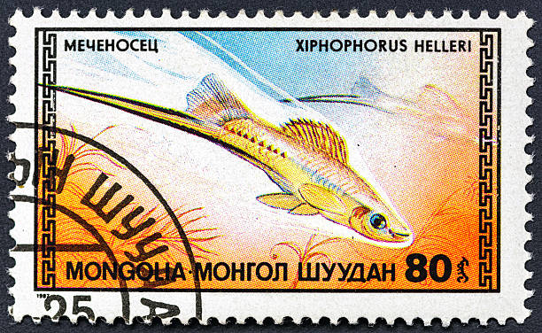 istock MONGOLIA - CIRCA 1987: A postage stamp printed in Mongolia. Series: Fish- shows aquarium fish Green swordtail - Xiphophorus hellerii.Philately.World stamp collection. 2251453309