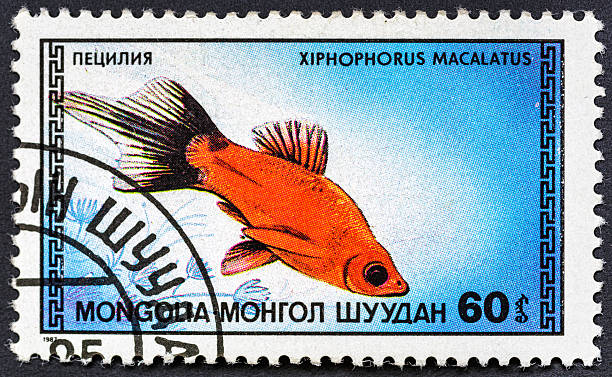 istock MONGOLIA - CIRCA 1987:A postage stamp printed in Mongolia.Series: Fish-shows aquarium fish Southern Platyfish,Common Platy or Moonfish - Xiphophorus maculatus.Philately.World stamp collection. 2251453310